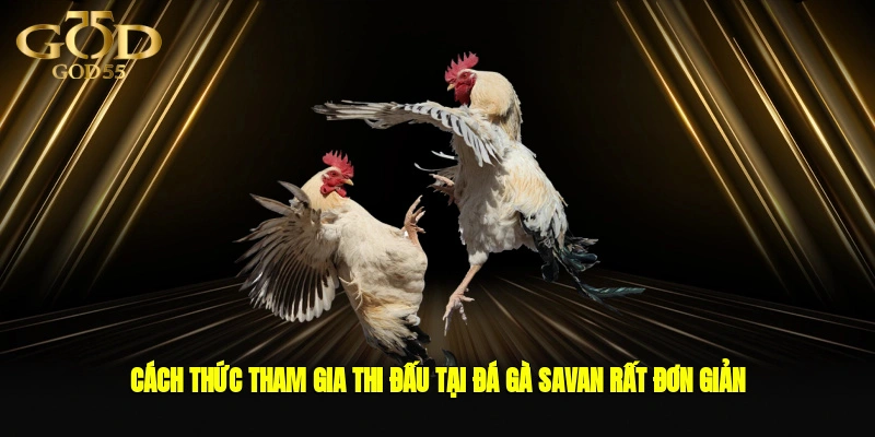Cách thức tham gia thi đấu tại đá gà Savan rất đơn giản