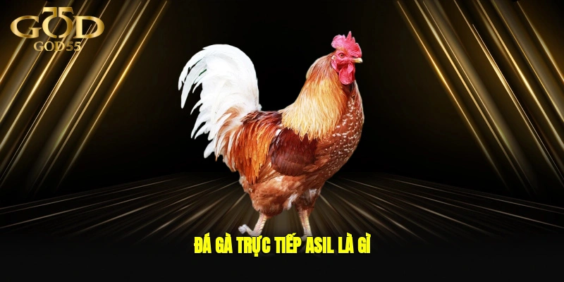 Đá gà trực tiếp Asil là gì?