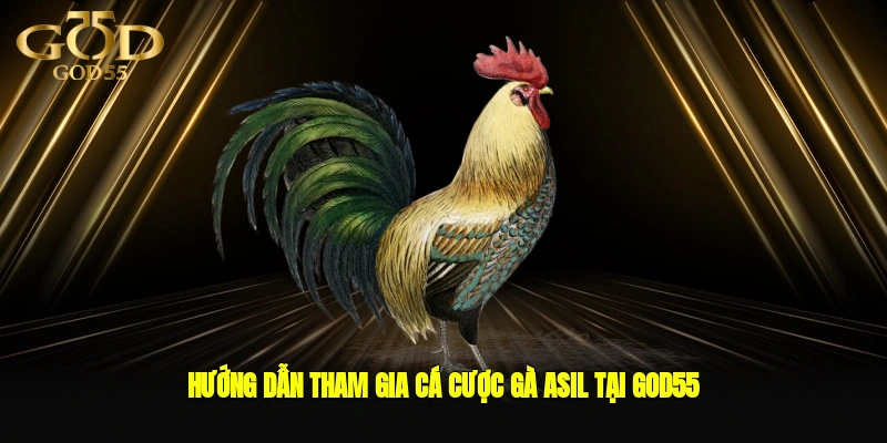 Hướng dẫn tham gia cá cược Gà Asil tại GOD55
