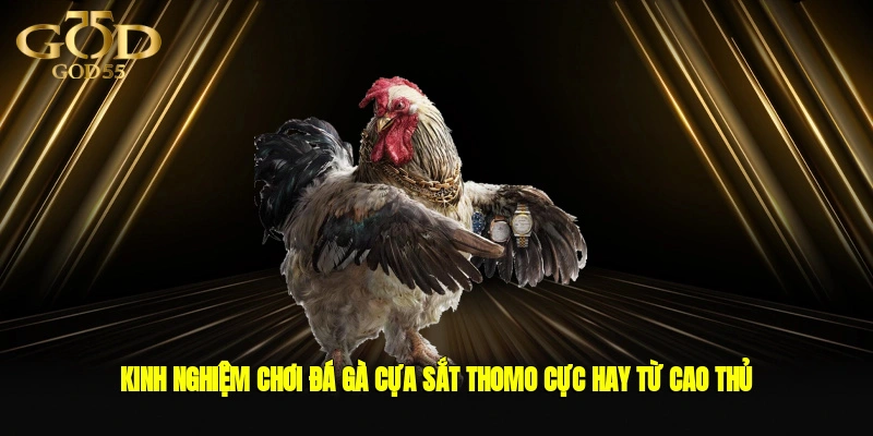 Kinh nghiệm chơi đá gà cựa sắt Thomo cực hay từ cao thủ