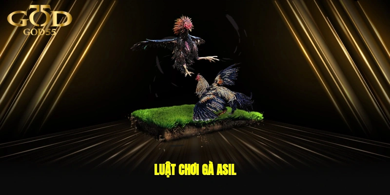 Luật chơi Gà Asil