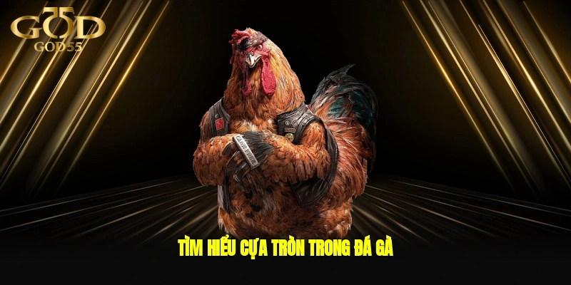 Tìm hiểu cựa tròn trong đá gà