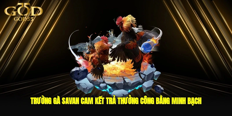 Trường gà Savan cam kết trả thưởng công bằng, minh bạch