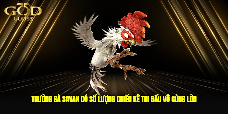 Trường gà Savan có số lượng chiến kê thi đấu vô cùng lớn